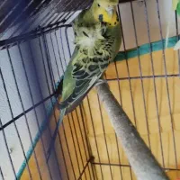 مرغ عشق|پرنده|لنگرود, |دیوار