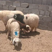 بره نر ۶۶۰