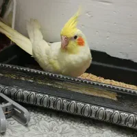 عروس هلندی ماده