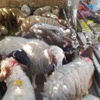ییلاقی دارای  چراگاه کوهستانی تهران زنده