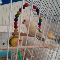 طوطی برزیلی فیشر