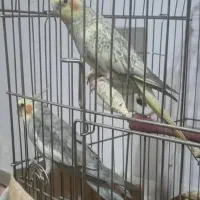 عروس هلندی نر و ماده