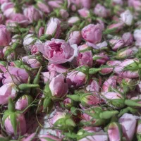 گل محمدی درجه یک
