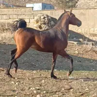 اسب کورد نوه ی سیروان