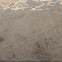 کاه جو دیم نرم