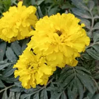 بذر گل|گل و گیاه طبیعی|امامزاده عبدالله, |دیوار