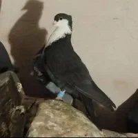 کفتر