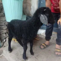 بره نر وماده افشار