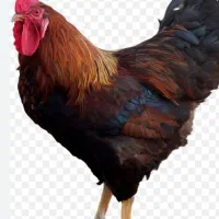 مر غ و خروس