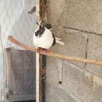 کبوتر دم سفید وچپ