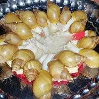 حلزون درانواع نژادها وسایزها وخاک مخصوص