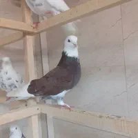 کبوترخط پایان