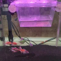 آکواریوم k 390 شرکتی دلسا