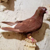 جفت دم سفید درجه ۱