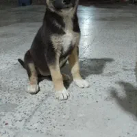 سگ ژرمن