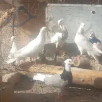 کبوتر طوقی