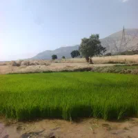 تخم برنج چمپا