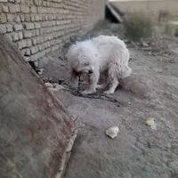 سگ‌ نگهبان تریر  فی ۲|سگ|تهران, تهران‌سر|دیوار