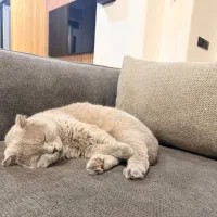 گربه اسکاتیش