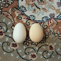 تخم نطفه دار گلین