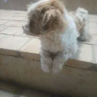 سگ بازیگوش