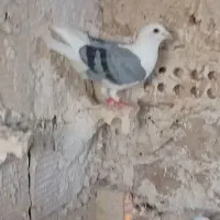 پشتی