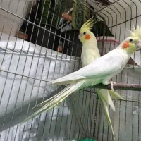 عروس هلندی زعفرانی و لوتینو