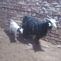 بز کهره شهرضا     اسب