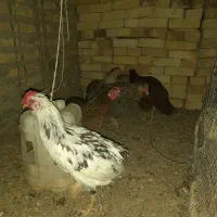 مرغ و خروس