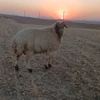 قوچ نژاد
