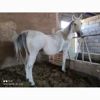 مادیان زیر خاکی