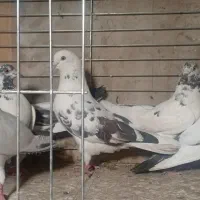 کبوتر پرشی