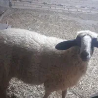 سلام شادکان
