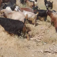 بز نر درجه ۱