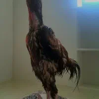 لاری ترک خالص