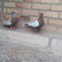 یه جفت سینه ای نقش