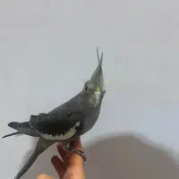 عروس هلندی گلباقالی