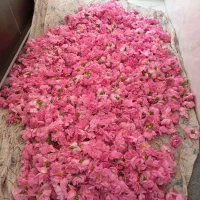 گل محمدی و غنچه|خدمات باغبانی و درختکاری|سامن, |دیوار
