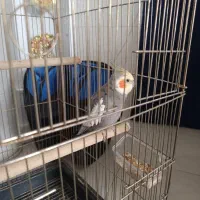 عروس هلندی نر ۲ ساله