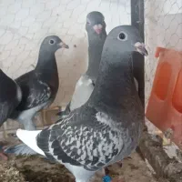 جوجه پلاکی