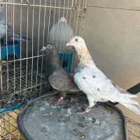 کبوتر
