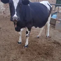 گاو هلشتاین