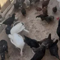 جوجه بغلمون