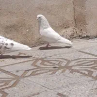 کبوتر