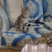 گربه ماده ۴ ماهه...