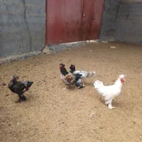 خروس