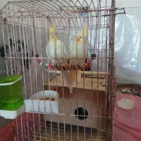 عروس هلندی