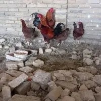 مرغ و خروس