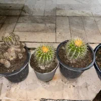 کاکتوس|گل و گیاه طبیعی|باغستان, |دیوار