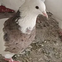 کفتر طوقی هفت رنگ